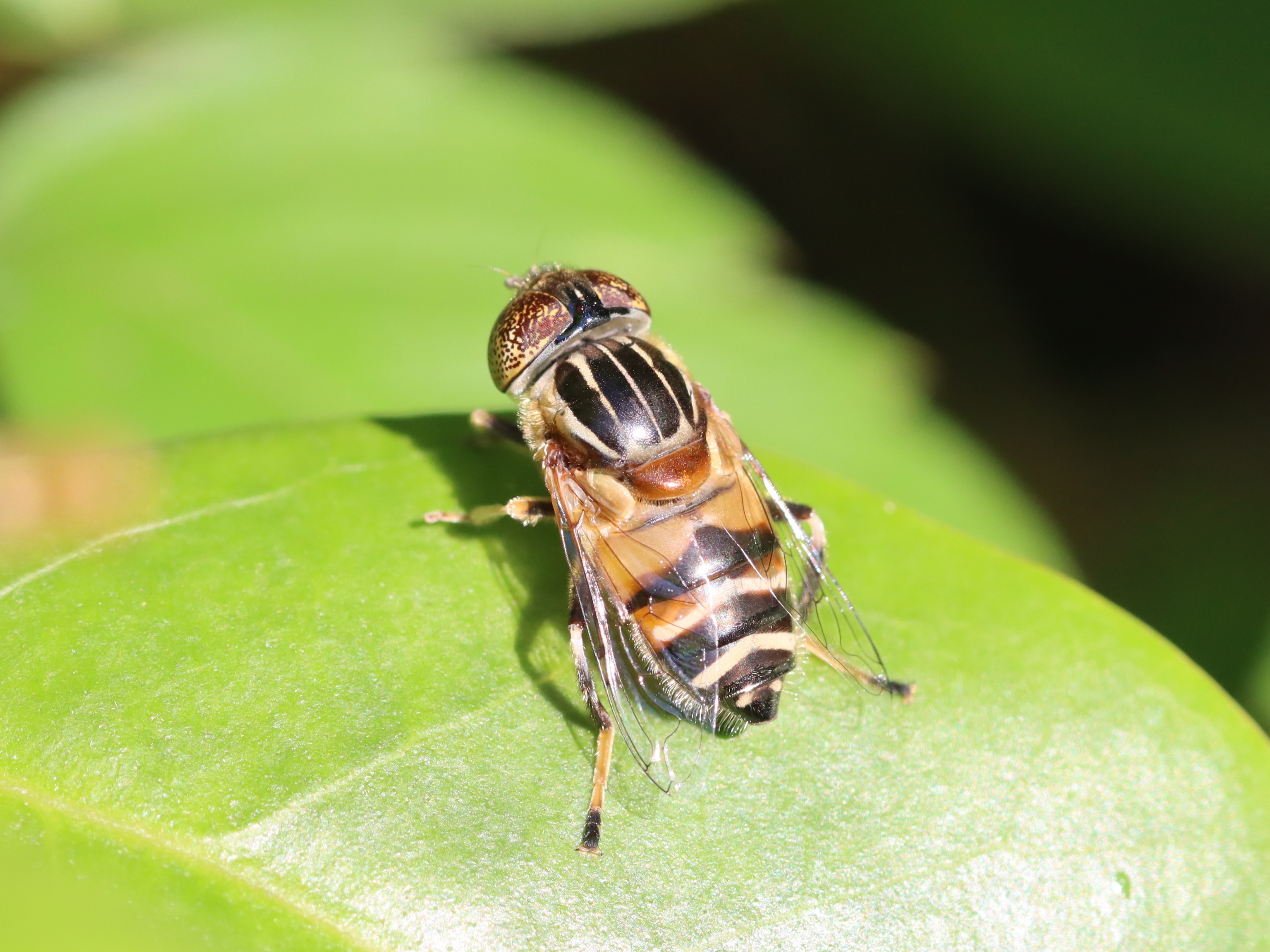 キゴシハナアブ